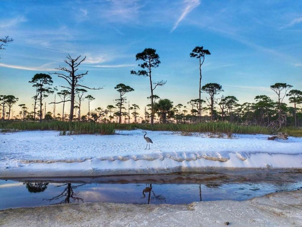 Tortuga Tillys Cape San Blas Luaran gambar